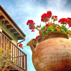 Flowers in Lania
